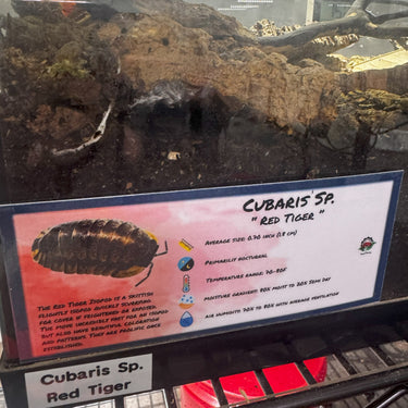 Cubaris Sp. Red Tiger Isopod Bin Label